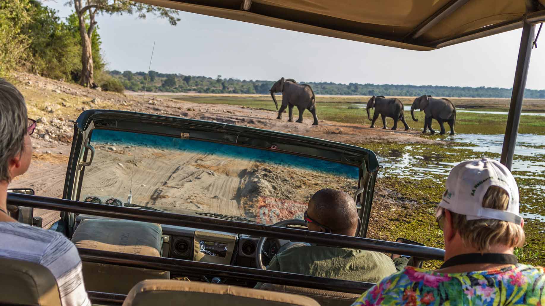 african safari tour elephants