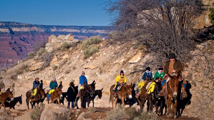 grand canyon tour mules