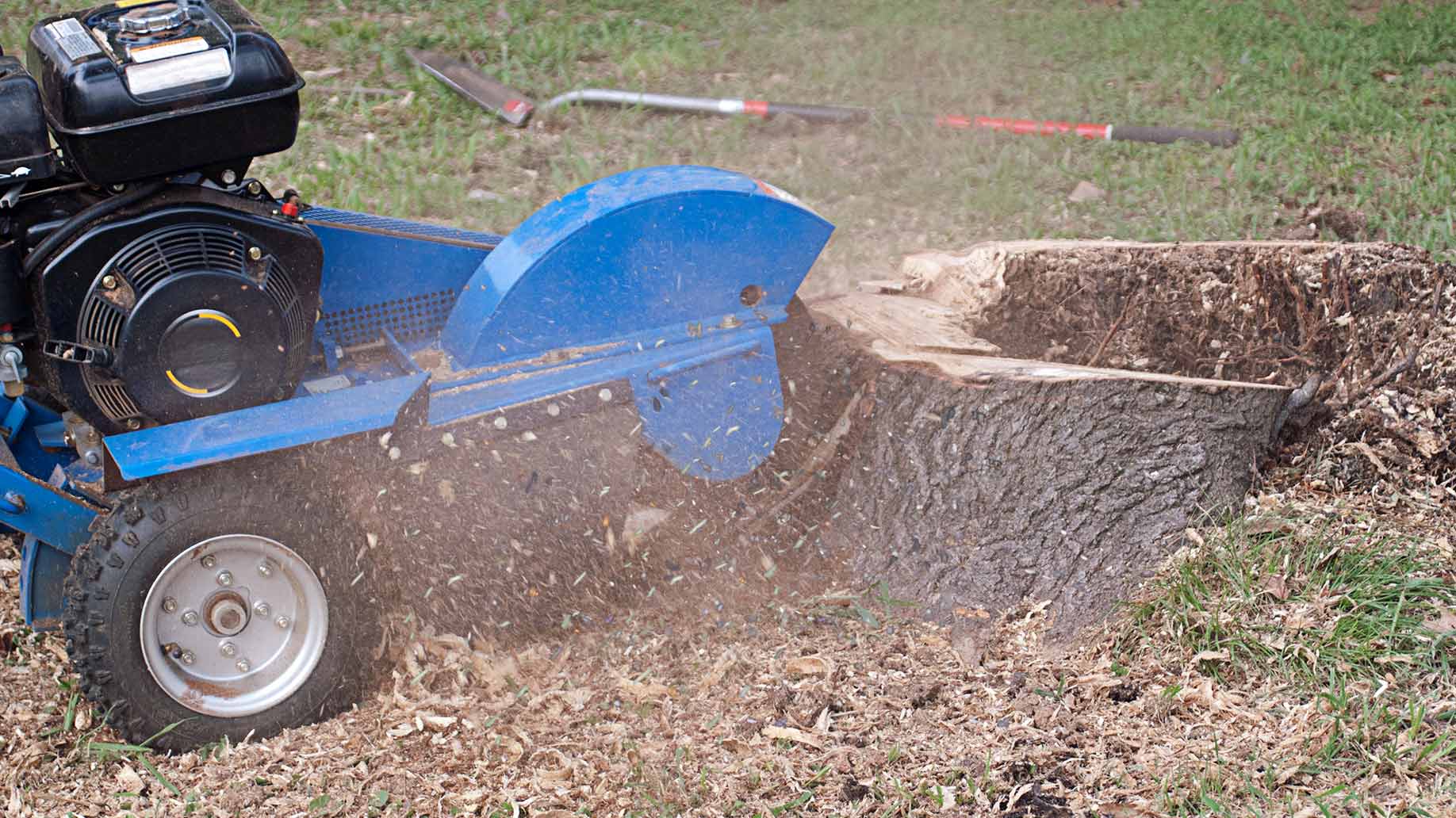 tree stump grinding