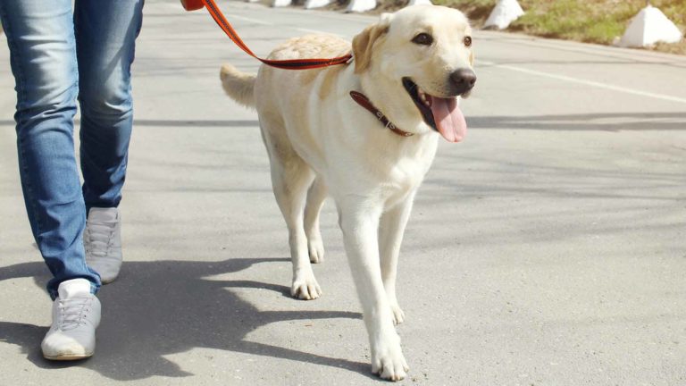 walking dog