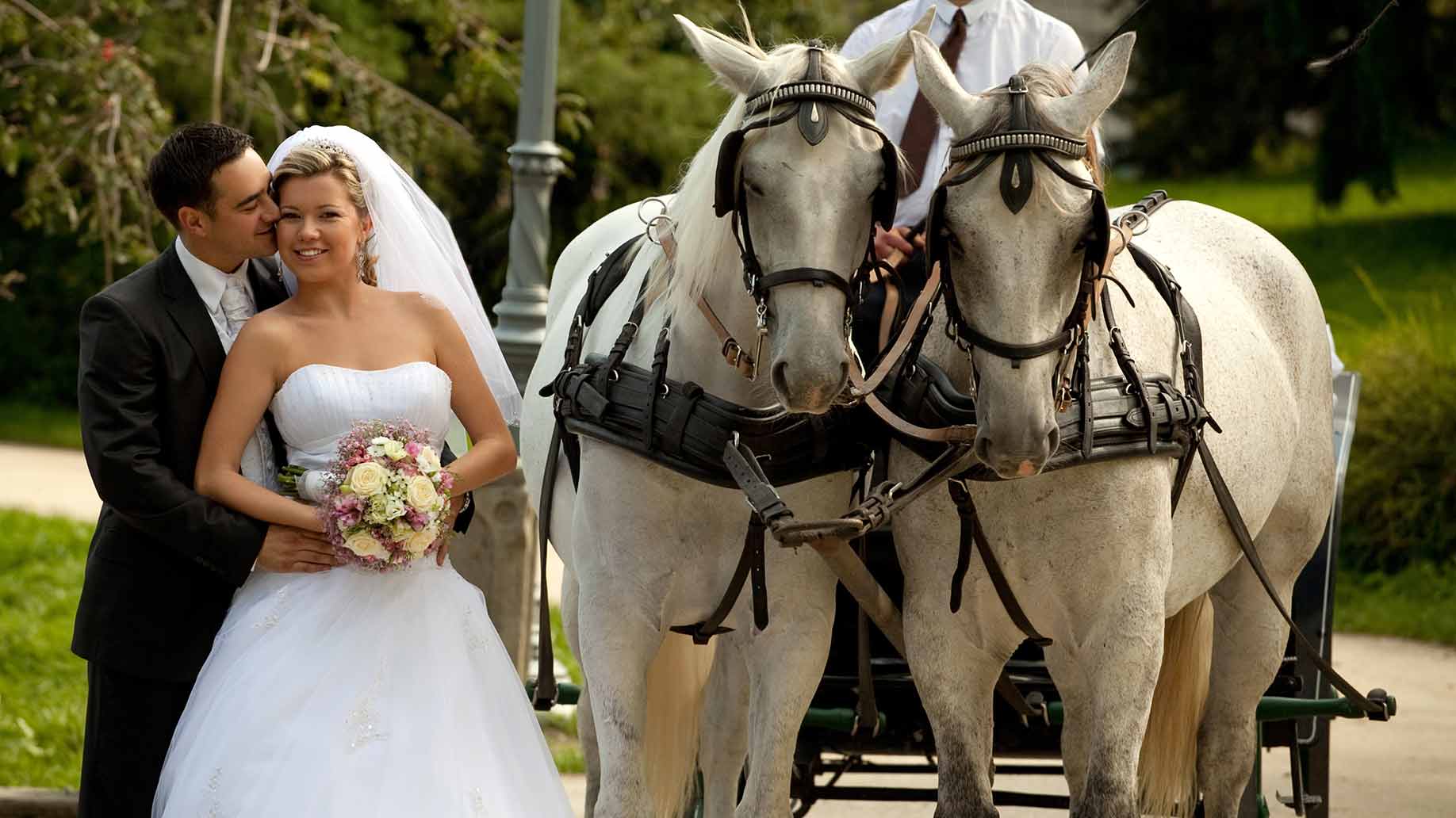 wedding horse and carriage